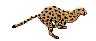 cheetah
